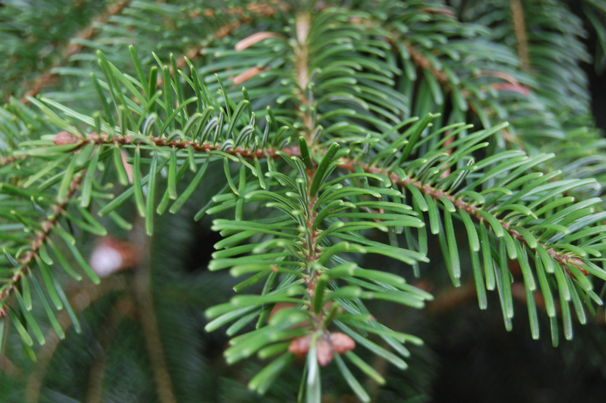 Abies nordmanniana subsp. nordmanniana – Caucasian Fir – Quinta dos ...