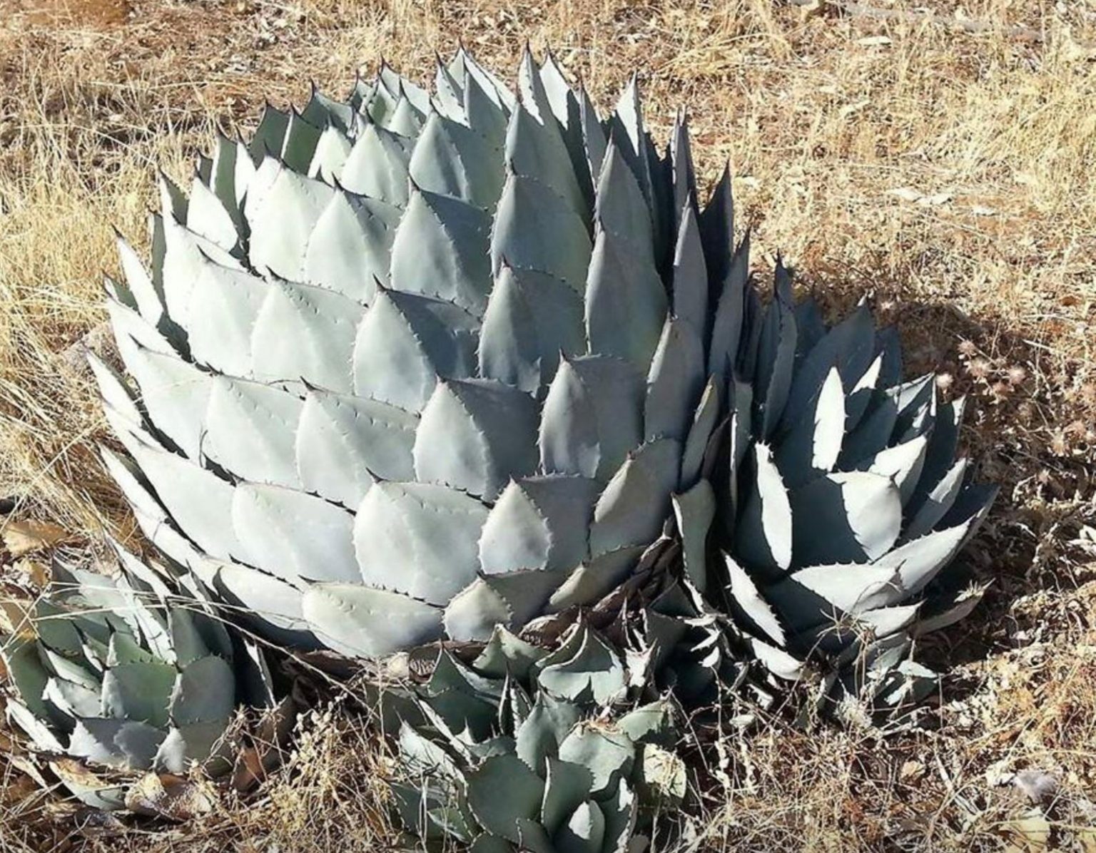 アガベの種 Agave parryi subsp. parryi 1000粒 直販純正 - www