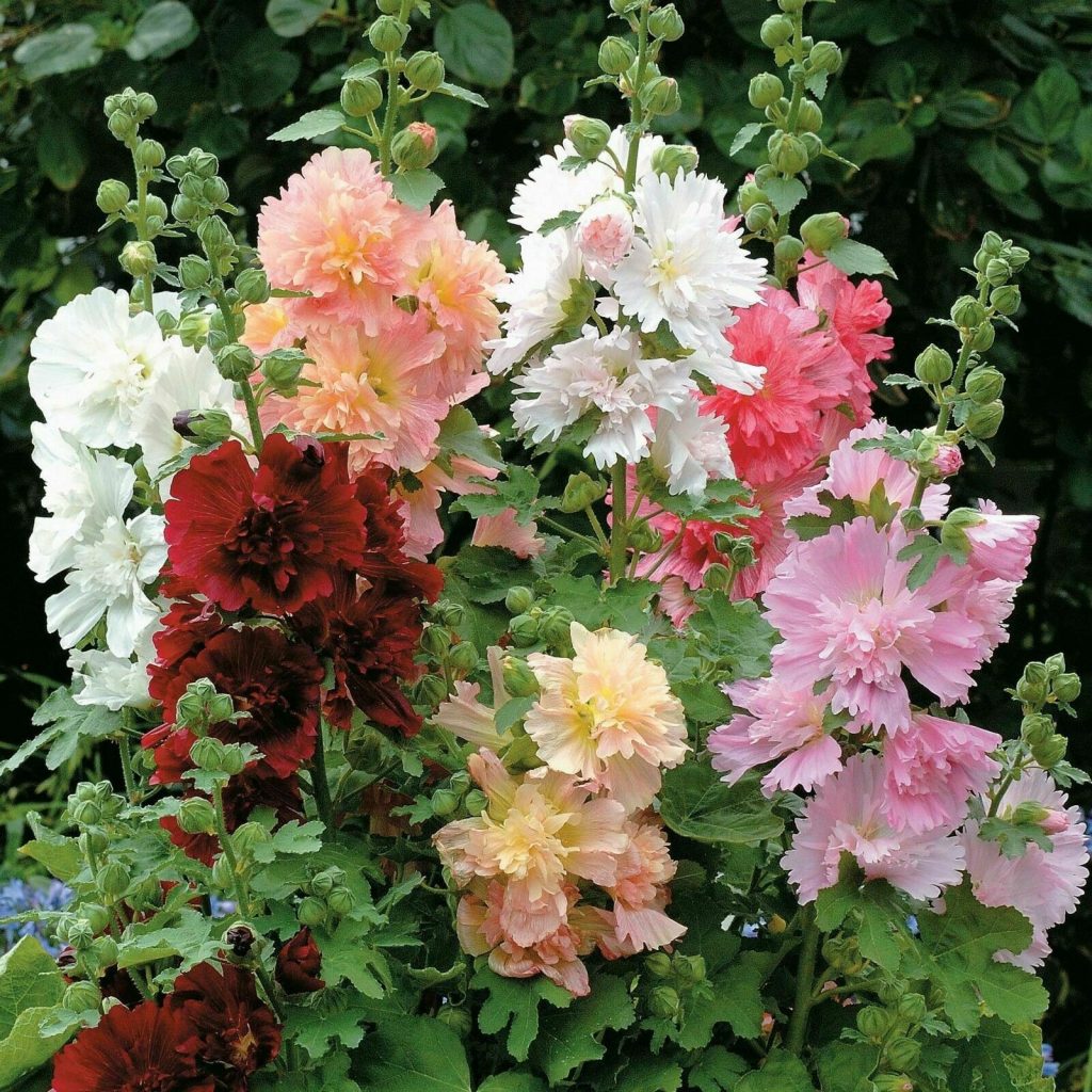 alcea-rosea-chaters-double-carnival-mix-alcea-atl-ia-royal-malva