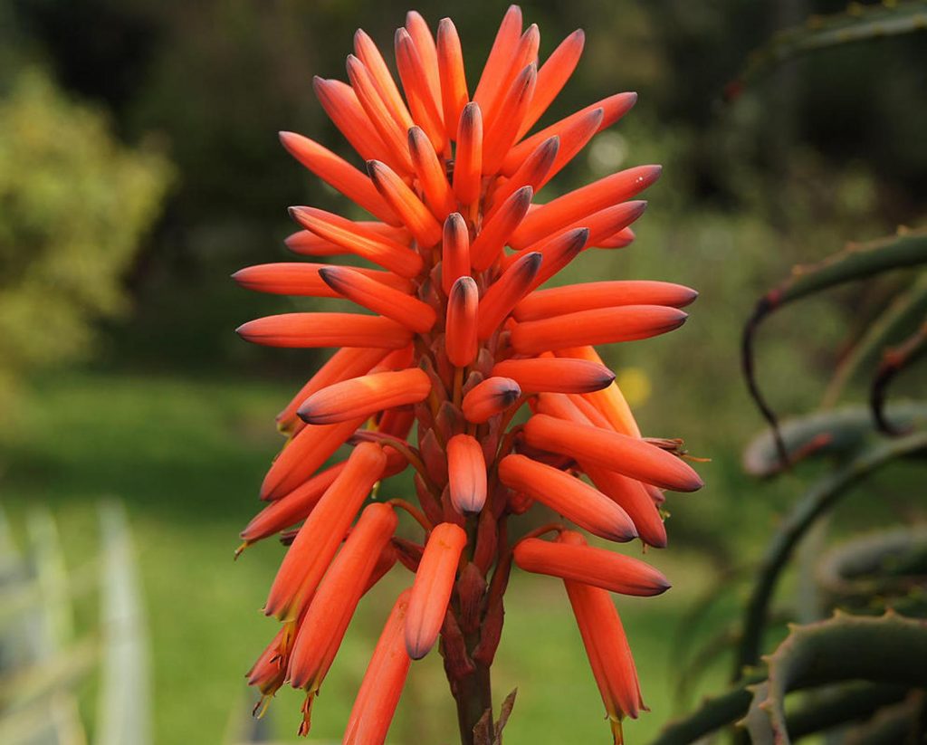 Aloe arborescens – Krantz Aloe – Quinta dos Ouriques