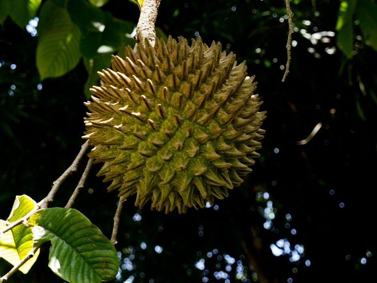 Annona Purpurea – Soncoya, Yellow Ilama, chinkuya – Quinta dos Ouriques