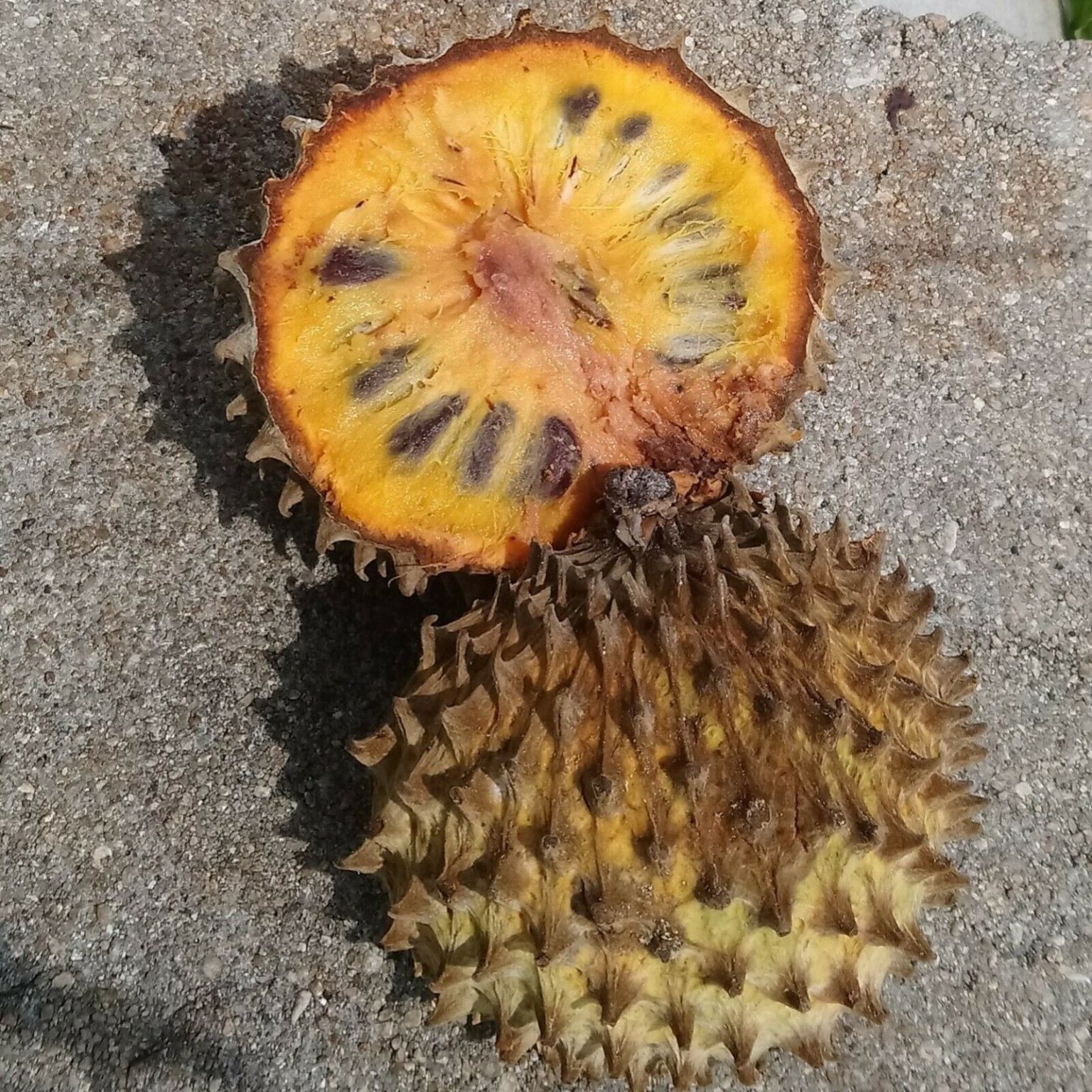 Annona Purpurea – Soncoya, Yellow Ilama, chinkuya – Quinta dos Ouriques