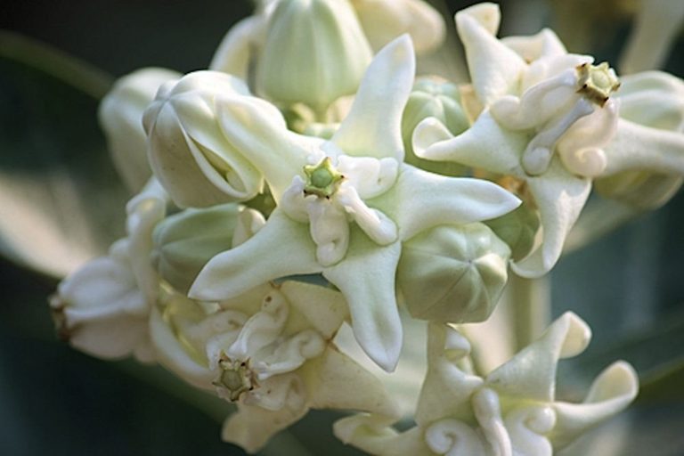 Calotropis gigantea white – Giant Milkweed, Crown Flower – Quinta dos Ouriques