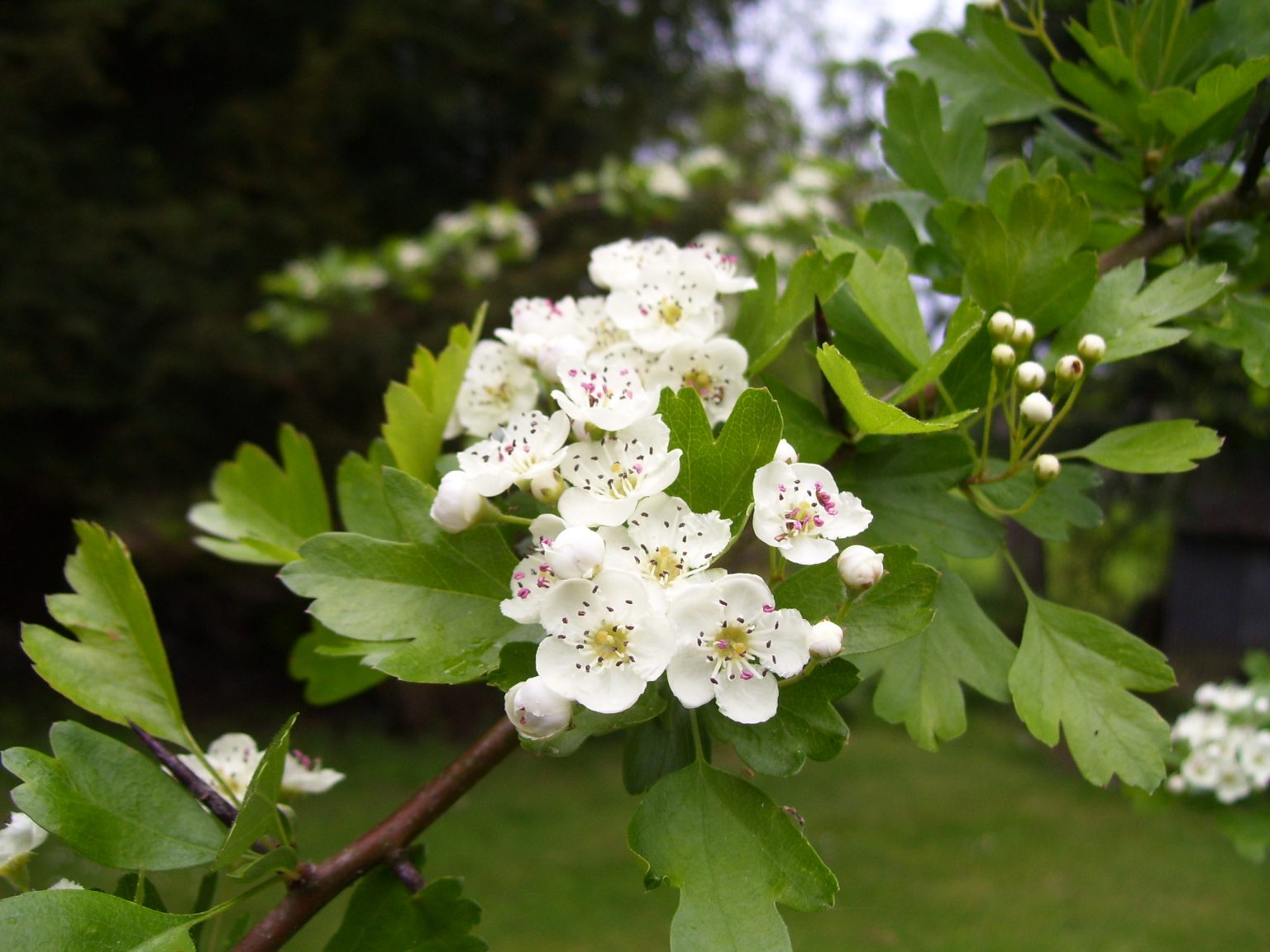 Crataegus ssp. Mix – Hawthorn, Quickthorn, Thornapple, May-Tree ...