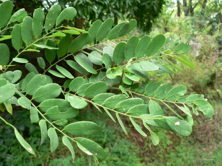 Dalbergia Latifolia – Black rosewood , Blackwood, Bombay Black wood ...