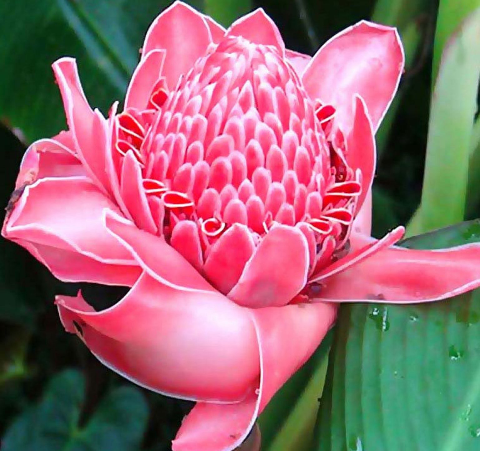 Etlingera hemisphaerica