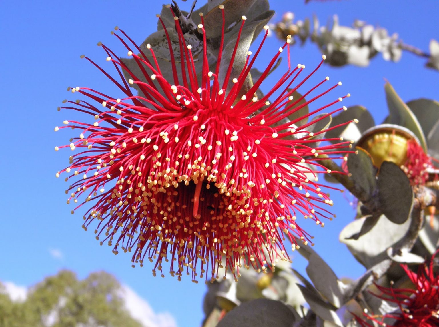 Eucalyptus rhodantha – Rose Mallee – Quinta dos Ouriques