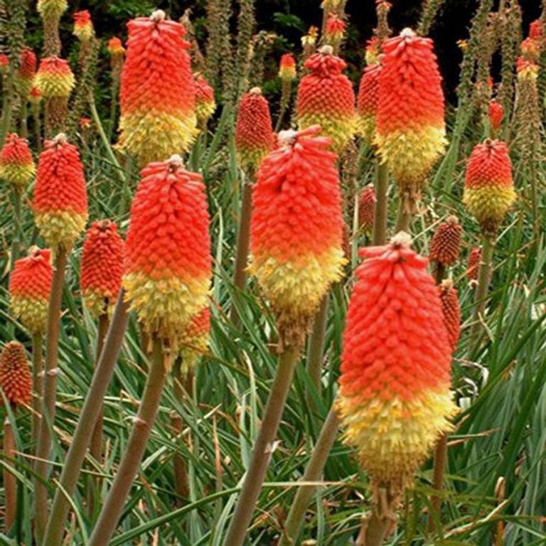 Kniphofia rooperi – East Cape Poker – Quinta dos Ouriques