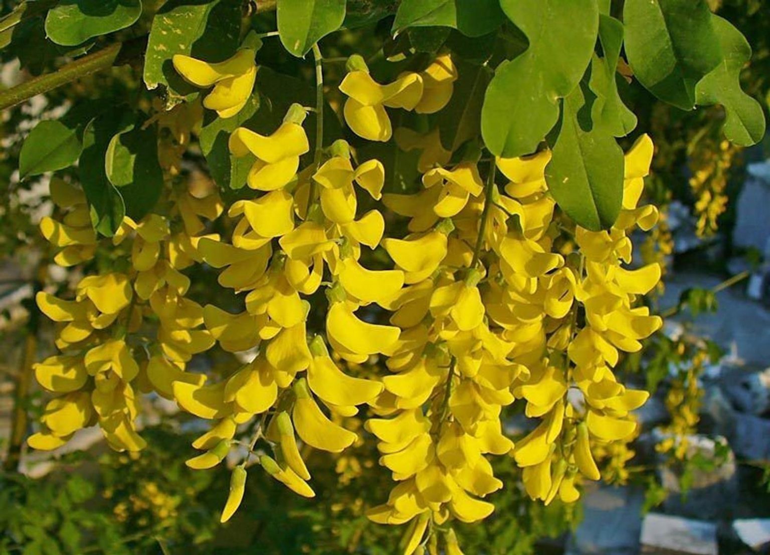 laburnum-anagyroides-golden-rain-quinta-dos-ouriques