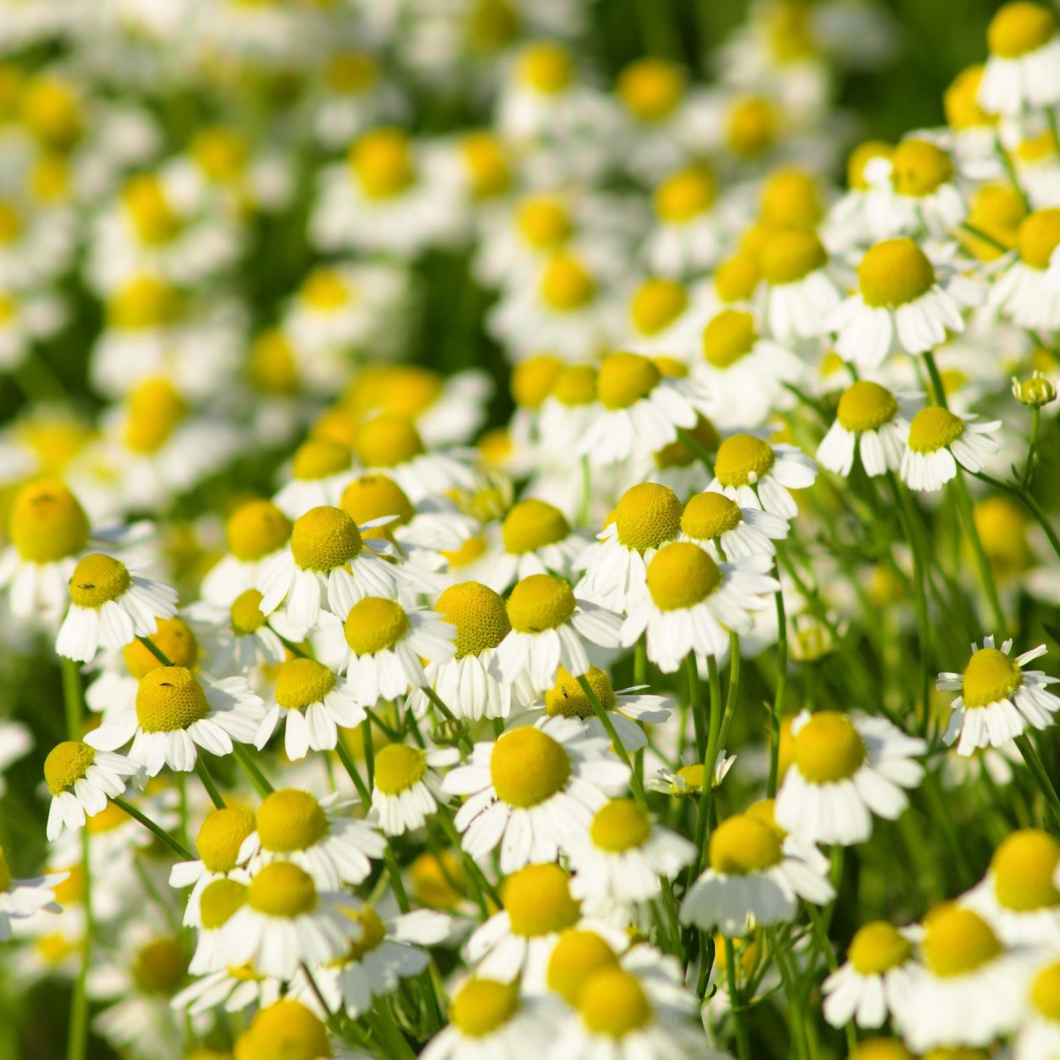 Matricaria Recutita – Camomilla – Quinta Dos Ouriques