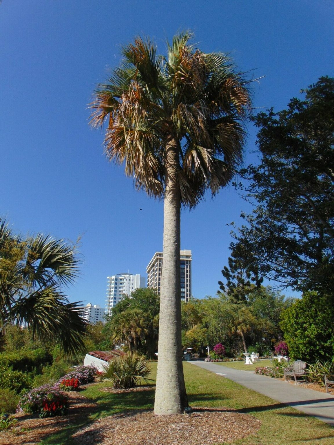 Sabal causiarum – Puerto Rican Hat Palm – Quinta dos Ouriques 