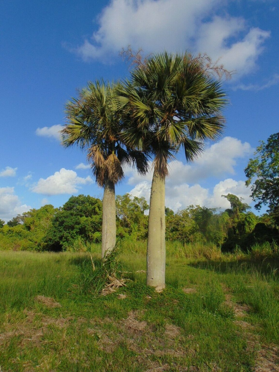 Sabal causiarum – Puerto Rican Hat Palm – Quinta dos Ouriques 