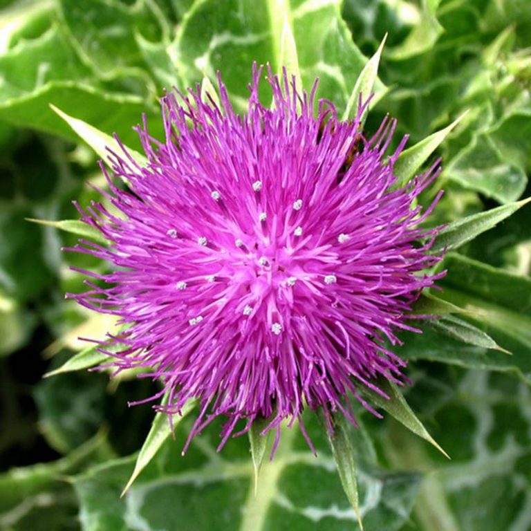 Silybum marianum – Milk thistle, thistle variegada – Quinta dos Ouriques