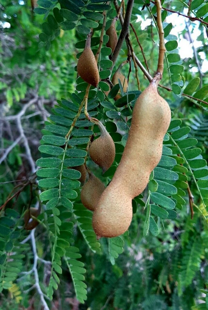 Tamarindus indica – Tamarind – Quinta dos Ouriques