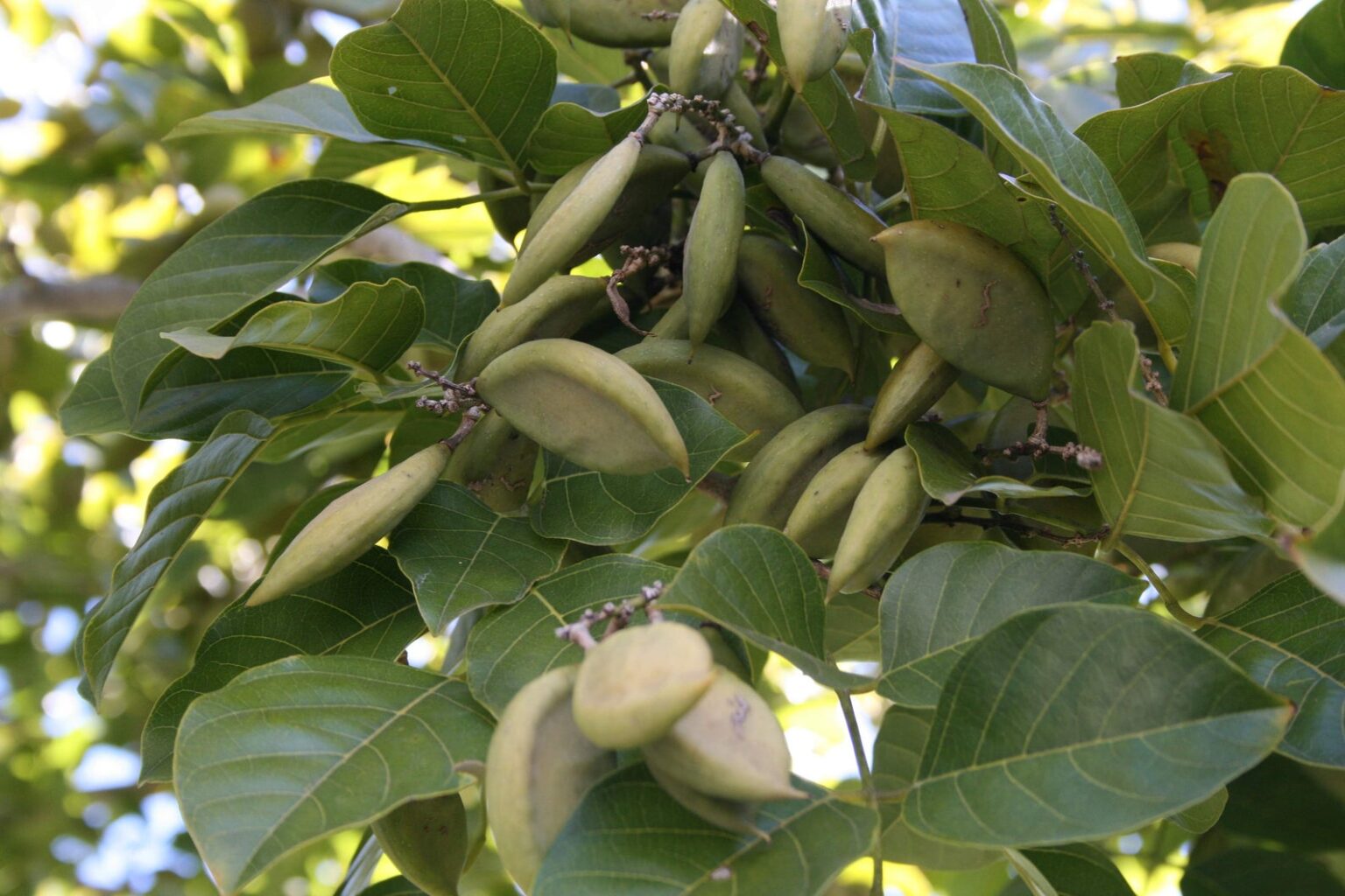 Millettia pinnata / Pongamia pinnata – Indian Beech Tree, Honge Tree ...