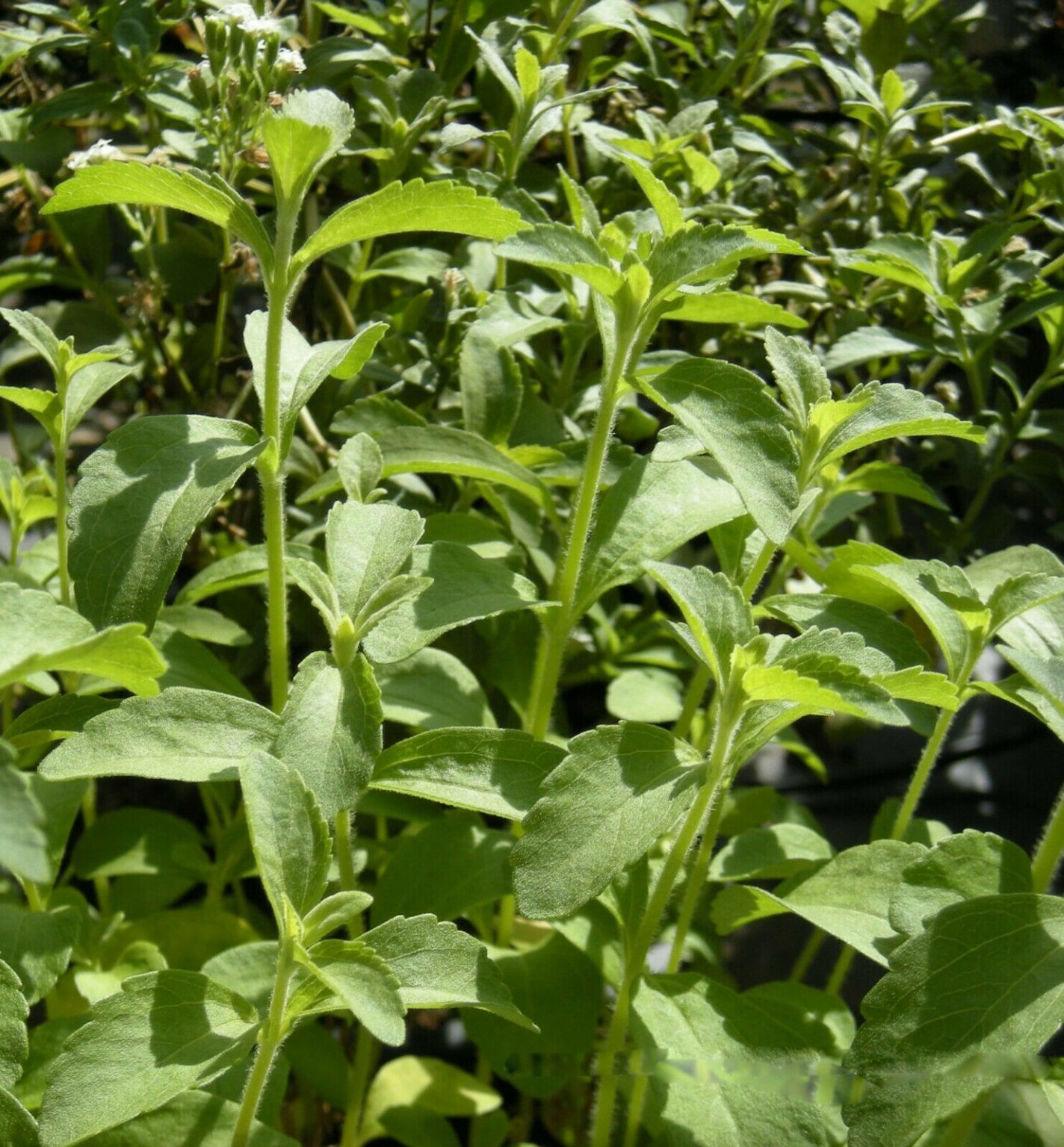 Stevia rebaudiana – Candyleaf, Sweetleaf, Sugarleaf – Quinta dos Ouriques