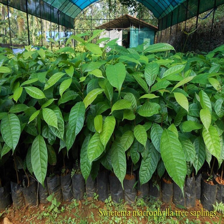 Swietenia macrophylla – Big Leaf Mahogany, Honduras Mahogany – Quinta ...