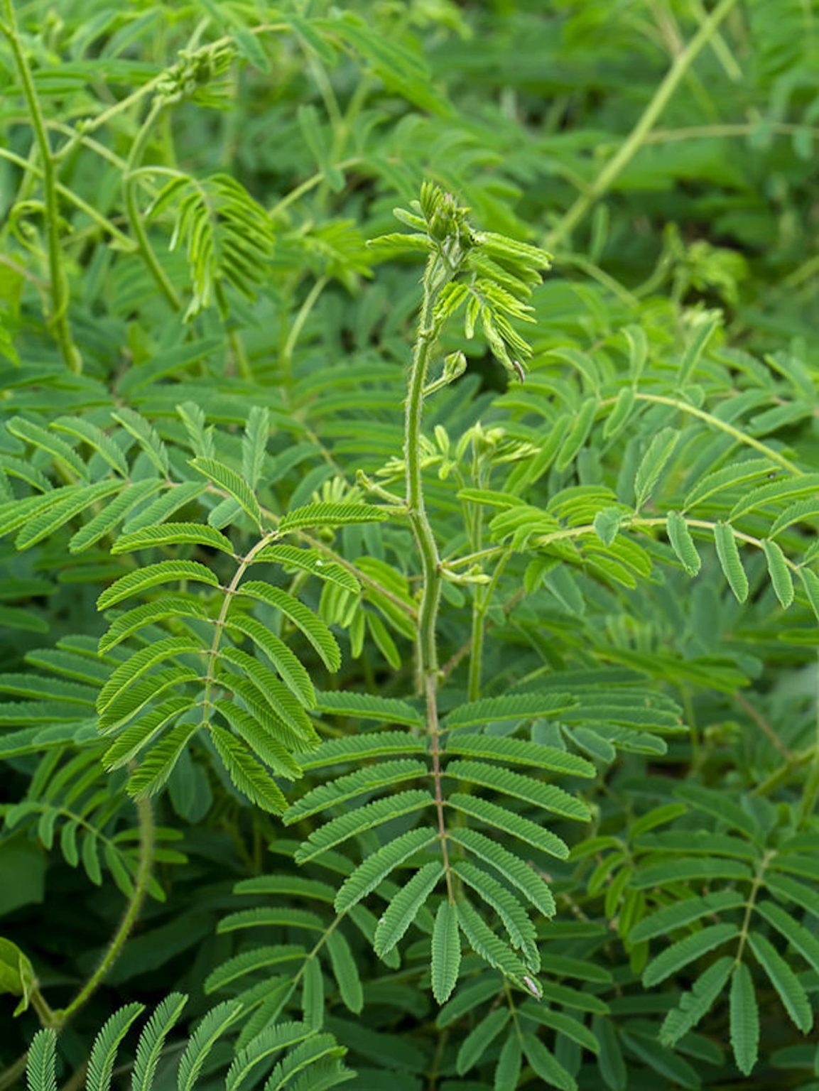 acacia-catechu-senegalia-catechu-kher-cachou-cutchtree-black