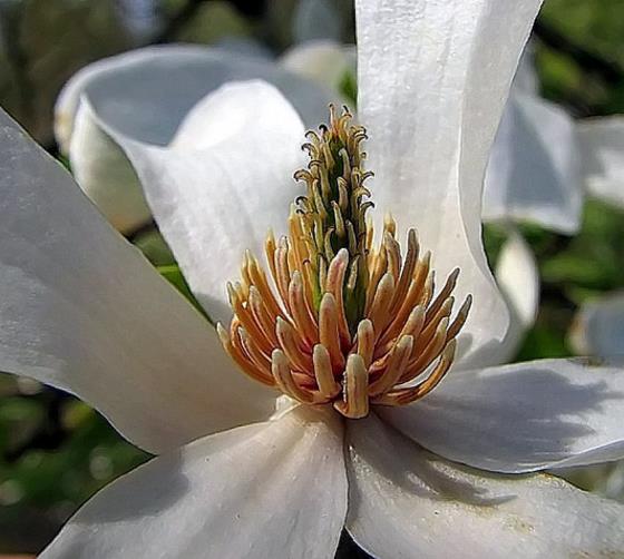 Magnolia kobus var. borealis - Baleal Magnolia, champa, magnolia japonesa,  kobushi magnolia, magnolia borealis - Quinta dos Ouriques