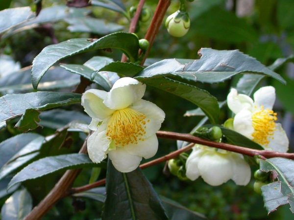 Camellia sinensis ‘Darjeeling’ – Darjeeling Tea Shrub, Tea Plant, Thea