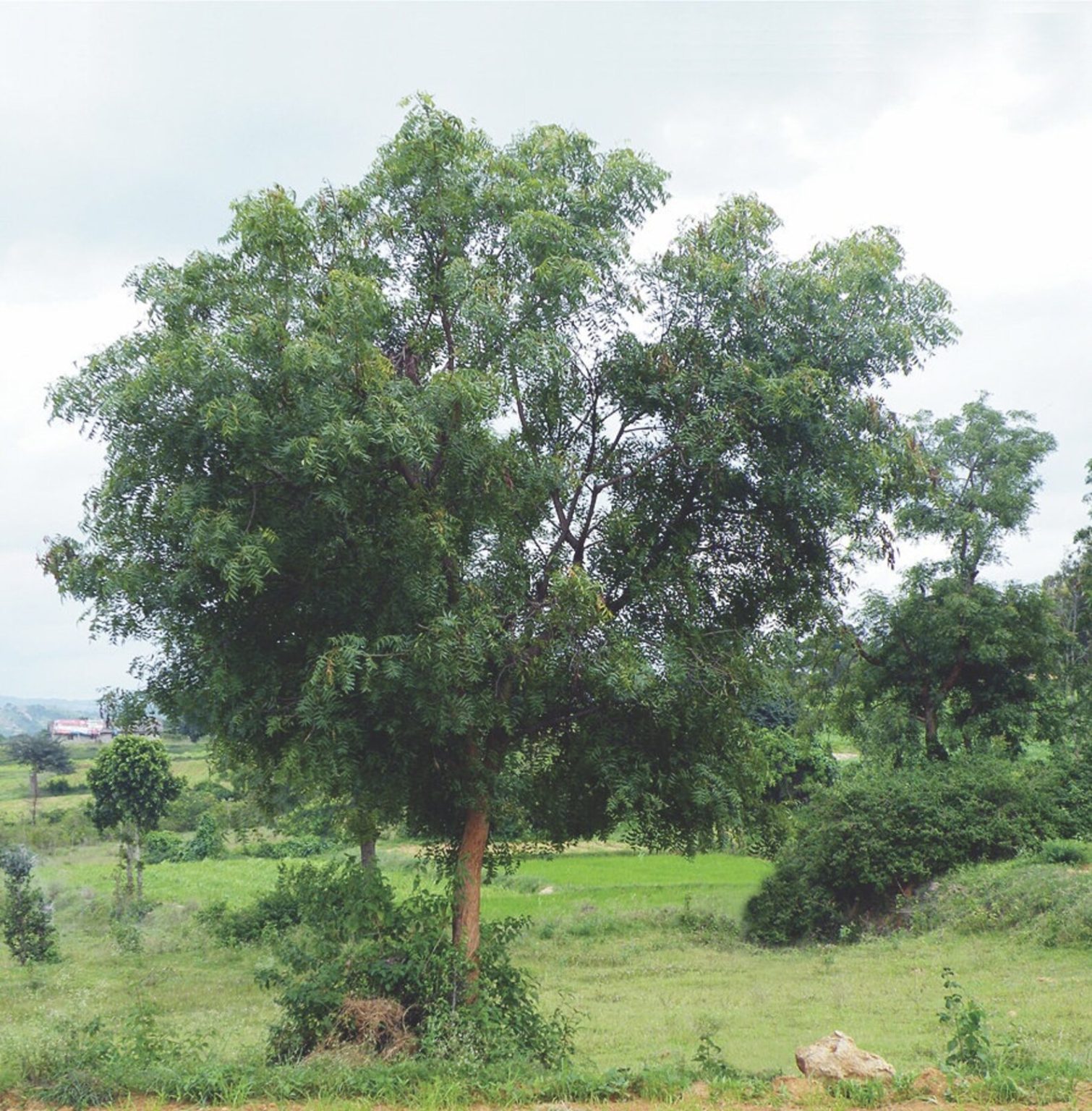 Azadirachta indica - Neem Tree - Quinta dos Ouriques