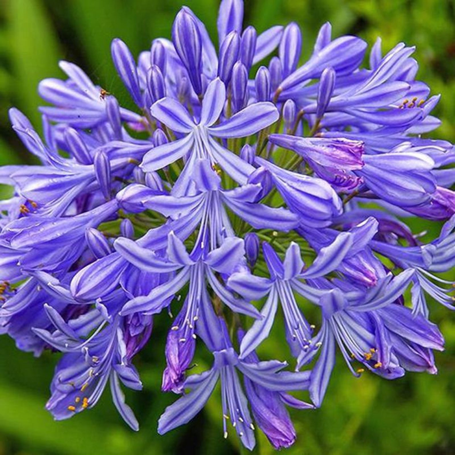 Agapanthus praecox subsp. praecox - Agapanthus Large Blue, Large Blue Lily  of the Nile - Quinta dos Ouriques