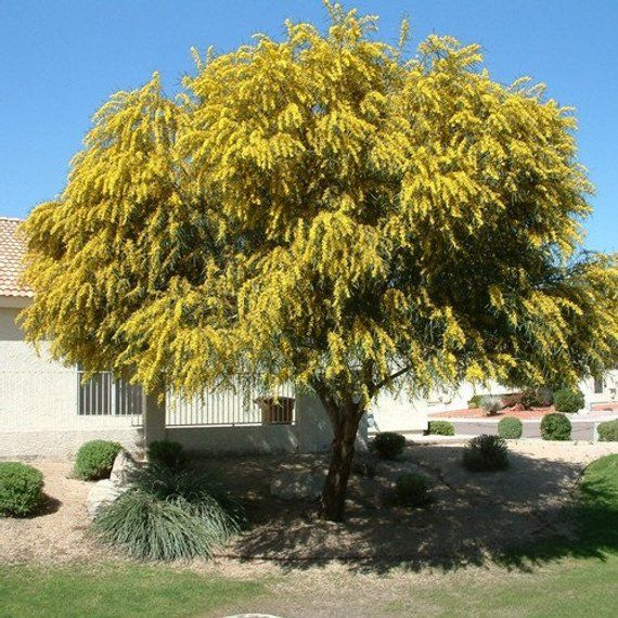 Acacia decurrens - Early Black Wattle - Quinta dos Ouriques