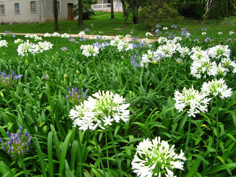 Agapanthus Praecox Subsp Orientalis Agapanthus Alba White Lily Of