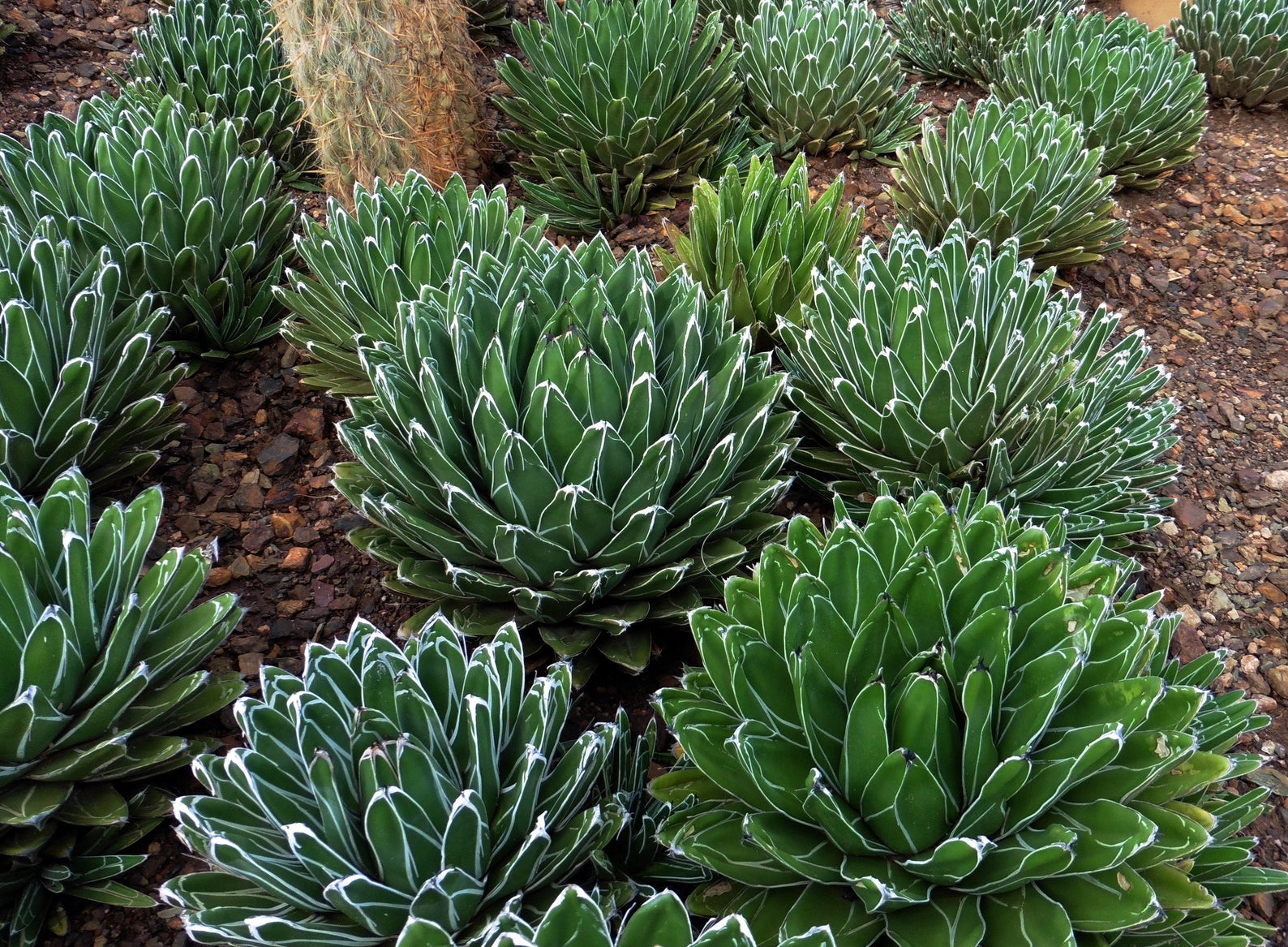 Cold hardy agave plants