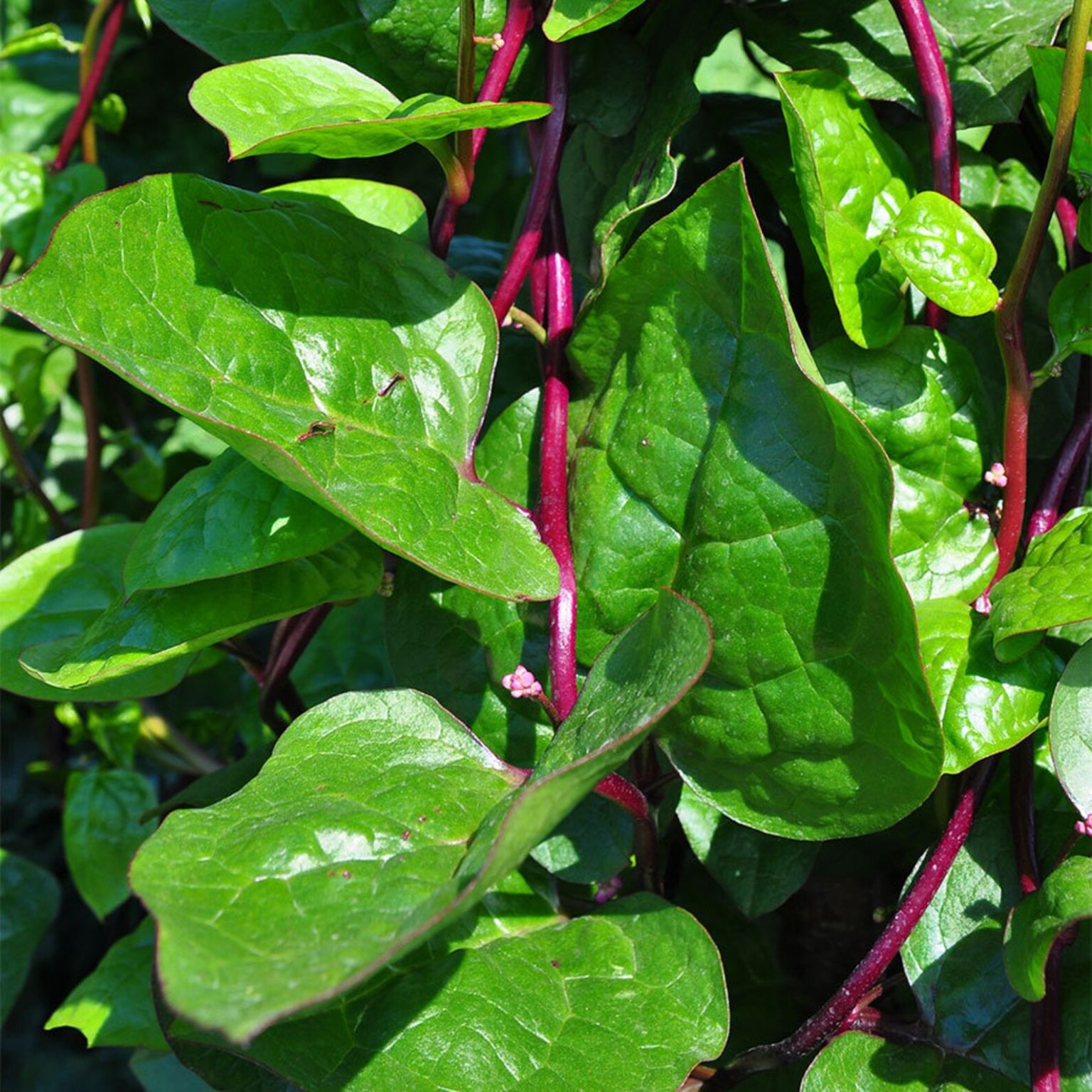 Basella Alba Var Rubra Red Ceylon Spinach Red Stemmed Malabar Spinach Red Indian Spinach