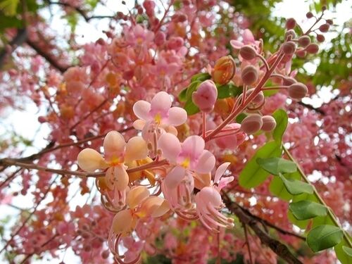 Cassia Grandis Pink Shower Tree Quinta Dos Ouriques 