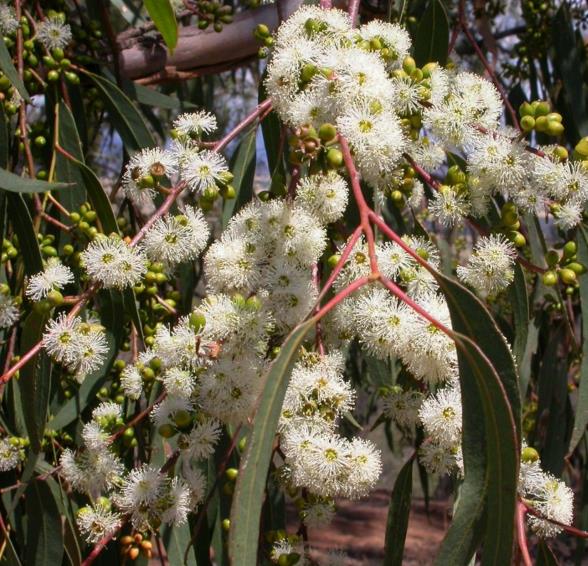 Eucalyptus ficifolia / Corymbia ficifolia - Red Flowering Gum, Albany Red Flowering  Gum - Quinta dos Ouriques