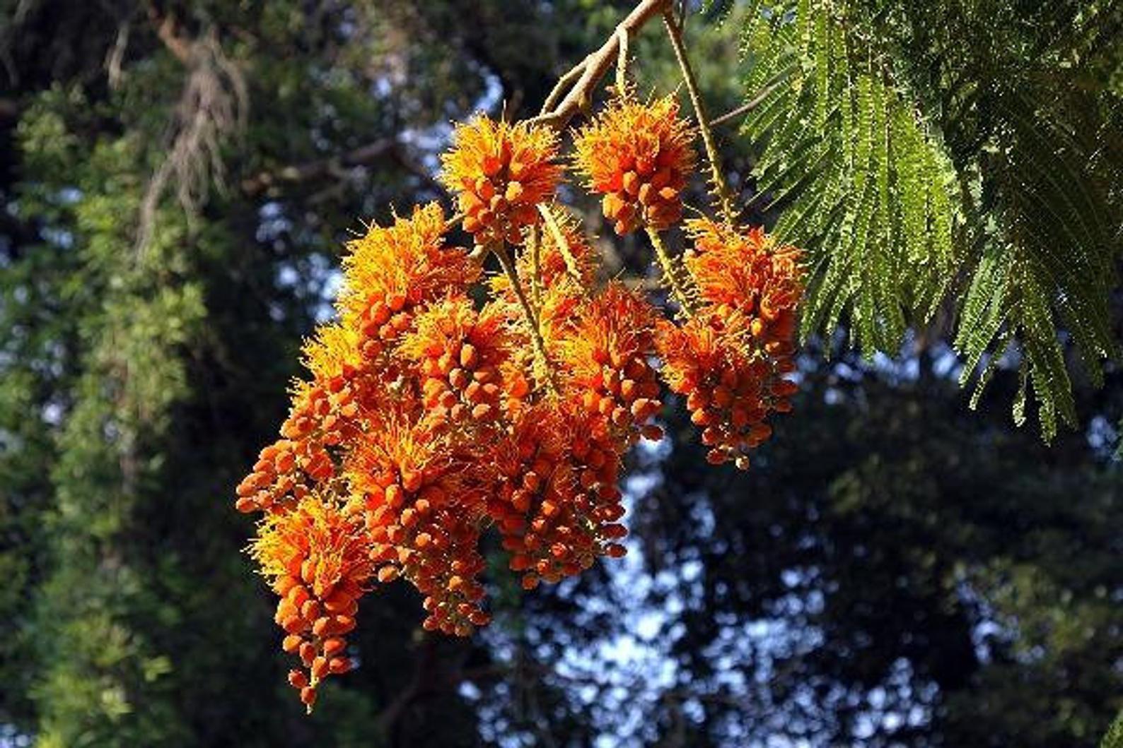 Colvillea racemosa - árbol glorioso, flor del paraíso - Quinta dos Ouriques