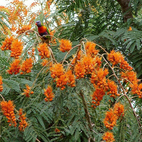 Colvillea racemosa - árbol glorioso, flor del paraíso - Quinta dos Ouriques