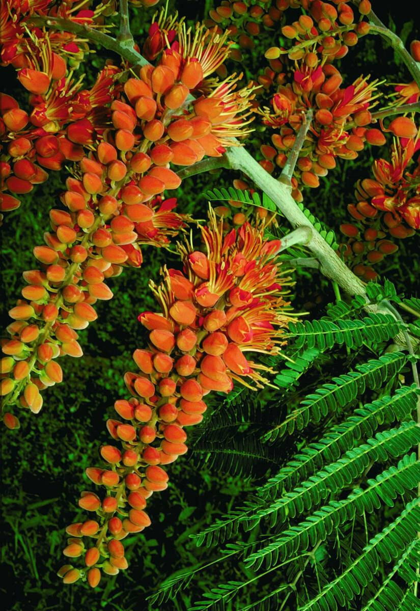 Colvillea racemosa - árbol glorioso, flor del paraíso - Quinta dos Ouriques