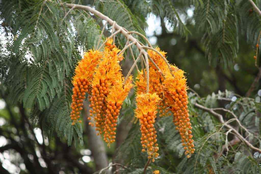 Colvillea racemosa - árbol glorioso, flor del paraíso - Quinta dos Ouriques