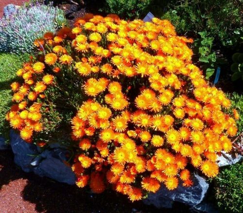 Lampranthus Aureus Orange Ice Plant Golden Ice Plant Quinta Dos Ouriques 