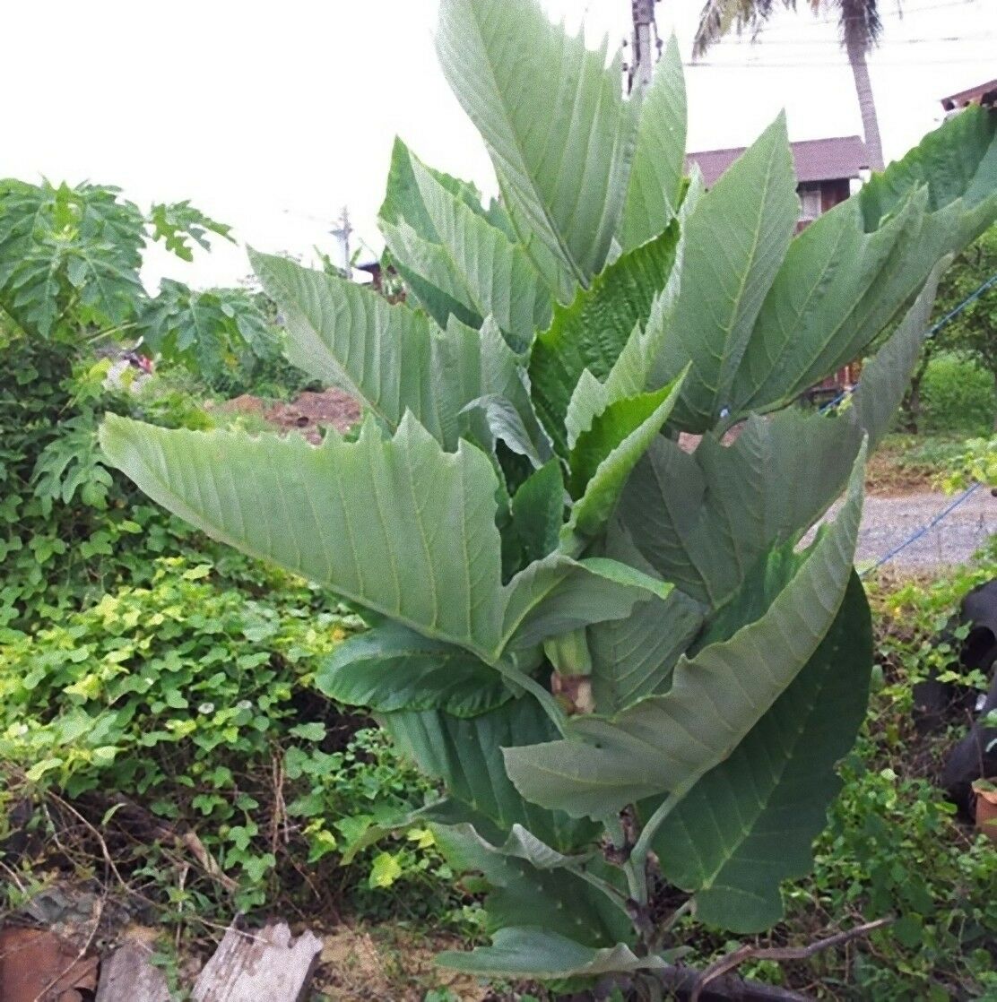 Leea macrophylla - Elefantenohrbaum - Quinta dos Ouriques