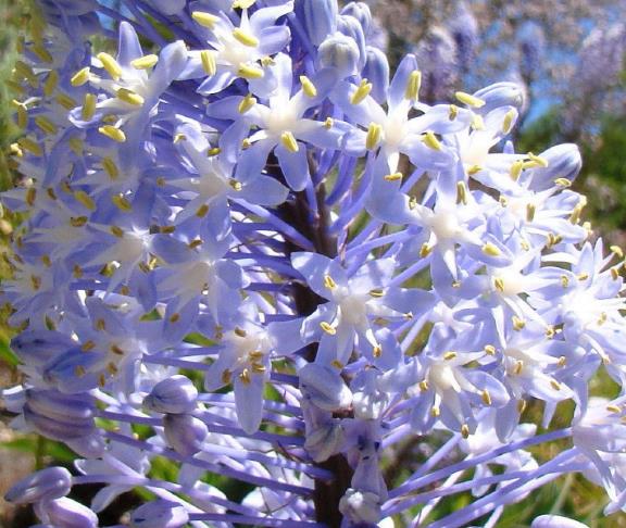 Merwilla plumbea / Scilla natalensis - Blue Liry Of The Mountain, Lirio  Blue Snake Head, Wild Squill, Blue Squill - Quinta dos Ouriques
