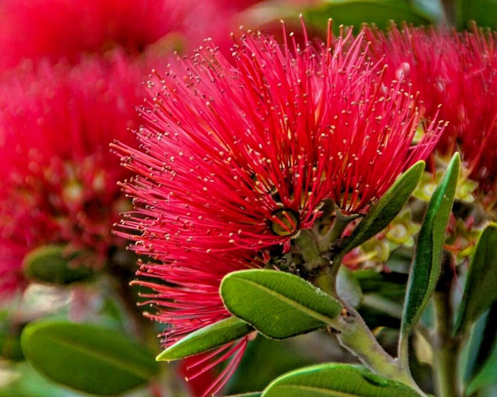 Metrosideros excelsa Metrosidero, Feuerbaum, Pohutokawa (in Maori