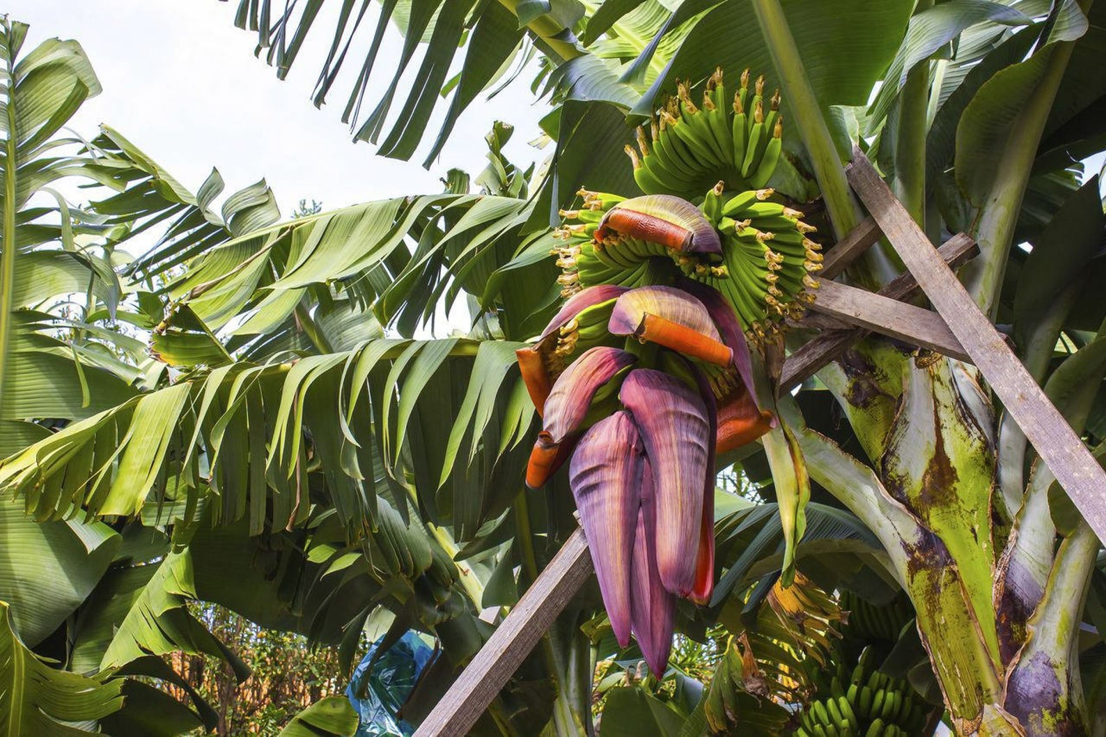 Musa cheesmanii - Cheesman s Banana - Quinta dos Ouriques