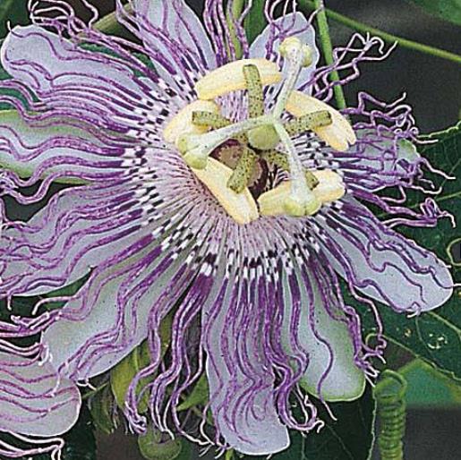 Passiflora Incarnata Passion Fruit Incarnata Passionflower Maracuja Apricot Vine Passion