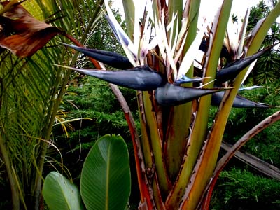 Strelitzia nicolai - Pájaro blanco del paraíso - Quinta dos Ouriques