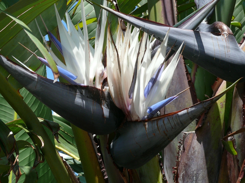 Strelitzia nicolai - Pájaro blanco del paraíso - Quinta dos Ouriques