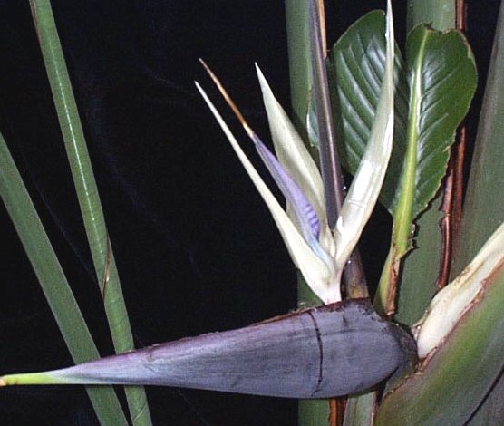 Strelitzia nicolai - Pájaro blanco del paraíso - Quinta dos Ouriques