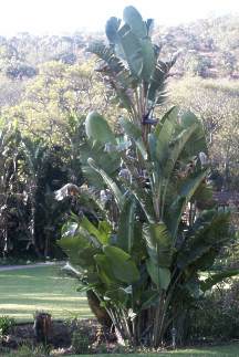 Strelitzia nicolai - Pájaro blanco del paraíso - Quinta dos Ouriques