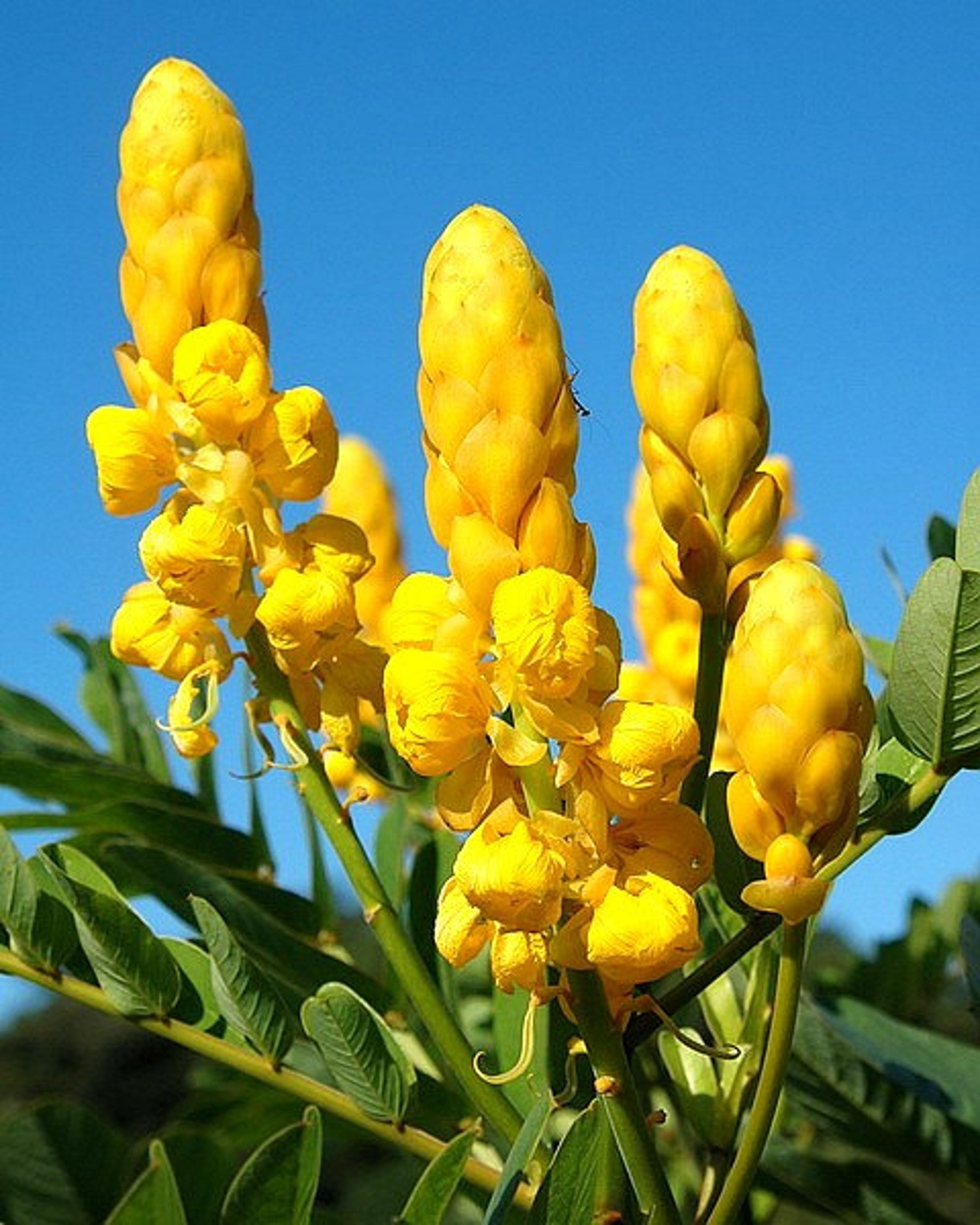 Senna Alata Cassia Alata Cassia Bracteata Candlestick Cassia Candle Bush Ringworm Bush 