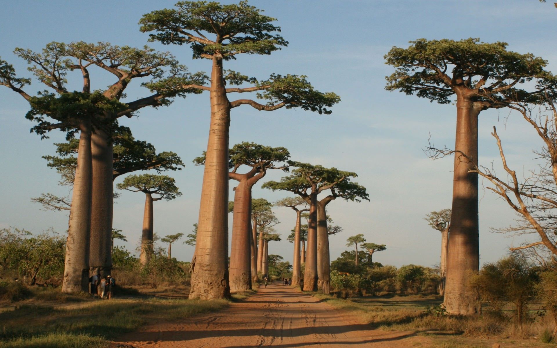 Know more about Baobab (Adansonia)