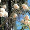 Ceiba pentandra - Kapok Tree, Ceiba, Java Cotton, Java Kapok, Silk-Cotton,  Samauma - Quinta dos Ouriques