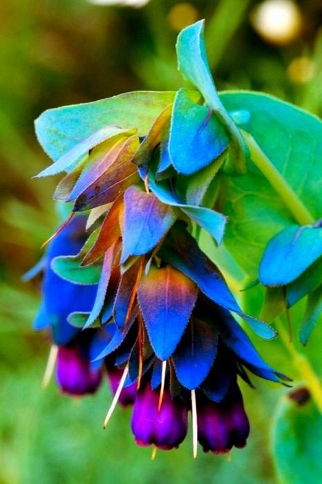 Cerinthe deals